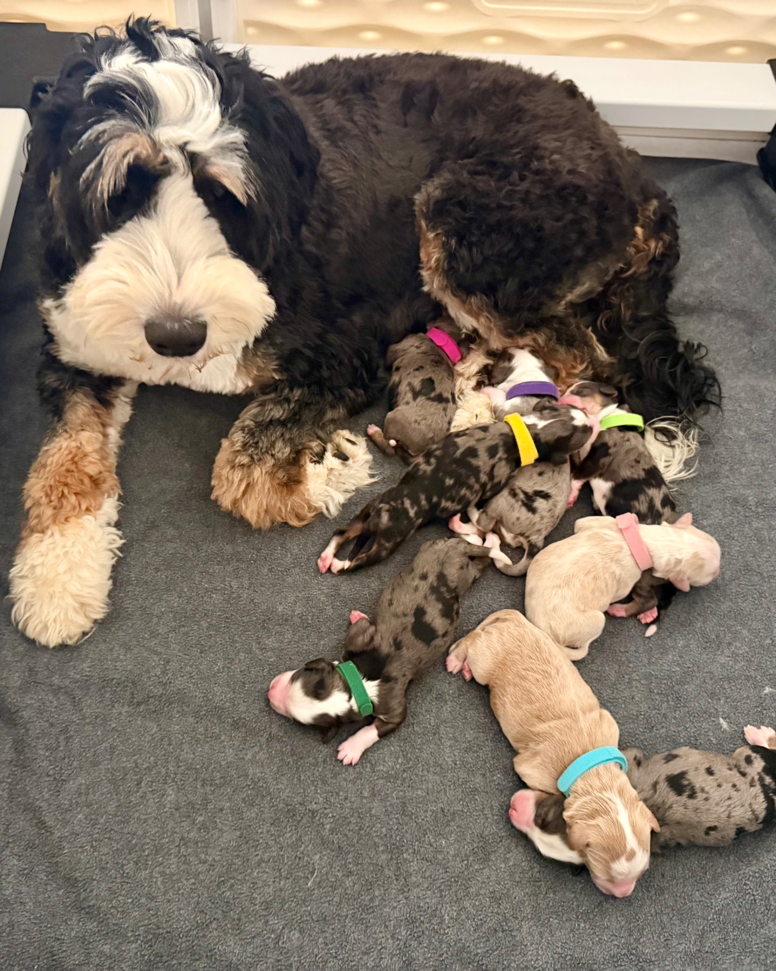 Puppy pile