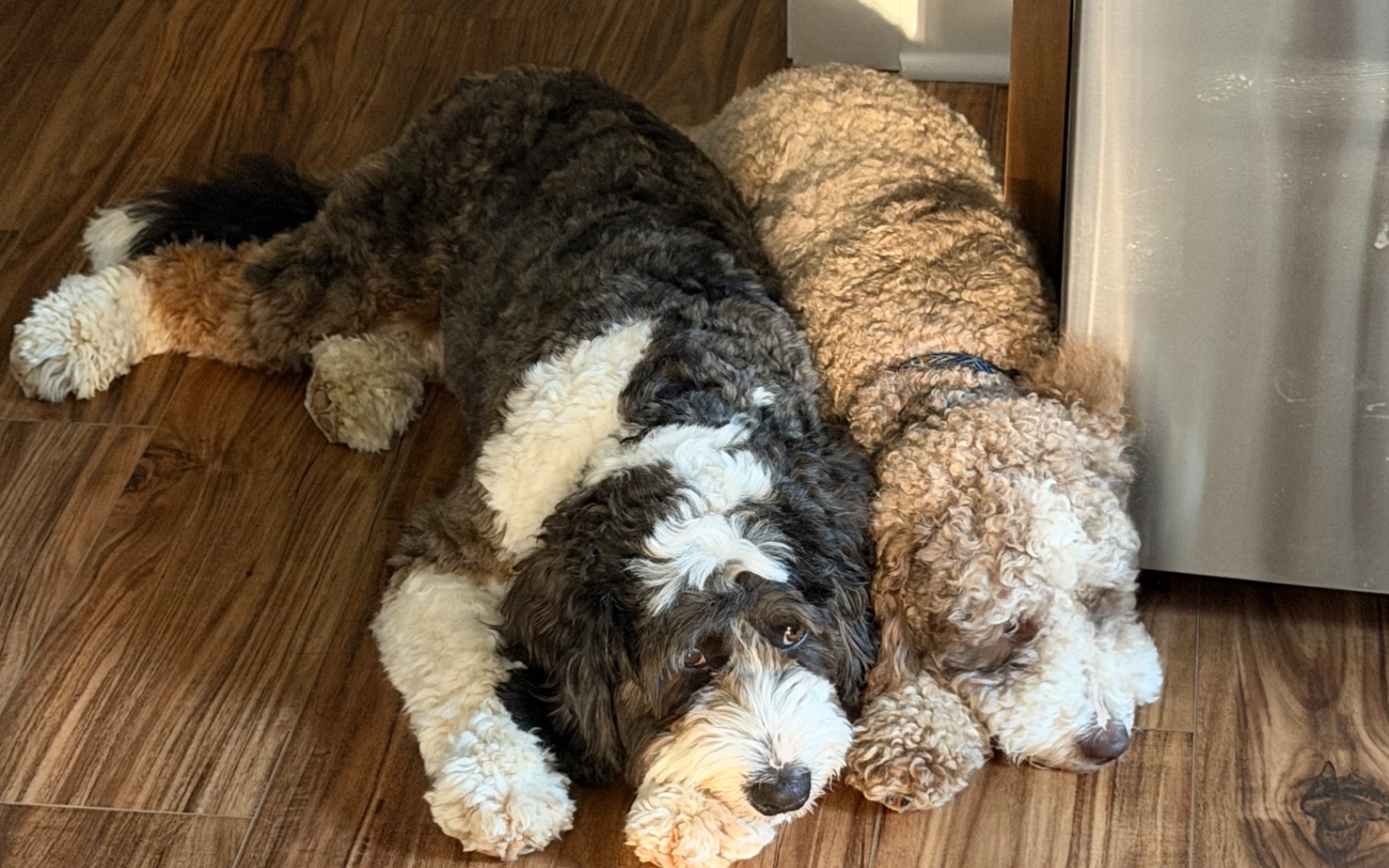 Breeding dogs