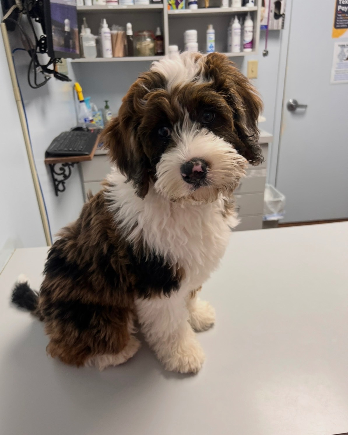 Veterinary health check